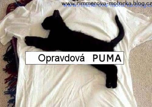 Puma.jpg